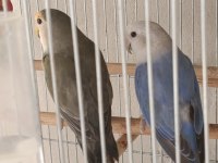 2 yaşında sevda papağanı çifti
