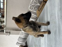 A KALİTE BELÇİKA MALİNOİS KURDU SON ERKEK AŞILAR TAM