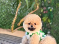 Teacup Oranj Pomeranian Boo Miniğimiz