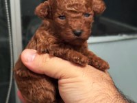 Baba kore anne toy red brown dişi poodle yavrular