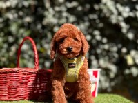 Safkan Toy Poodle Yavrularımız