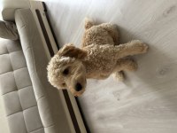 7 aylık poodle