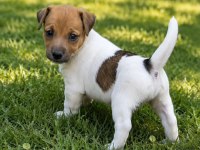 Safkan Jack Russell Terrier
