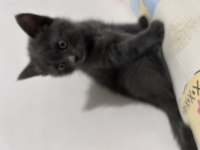 Yuvaya gitmeye hazır dişi british shorthair