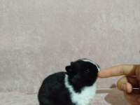 Orjinal cüce yavru tavşanımız