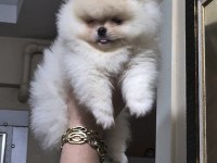 Pomeranian boo üst kalite kısa burun DİŞİ