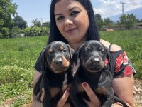 Üst kalite doberman yavrularım