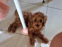 Minyatür poodle