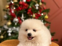 Kızımız acil sahiplendirilecek pomeranian