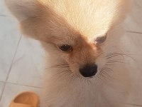 uysal küçük ırk köpeğimiz