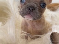 RENKLi GÖZLÜ ÖZEL MİCRO BOY FRENCH BULLDOG