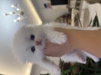 Bembeyaz Mavi Gözlü Scottish Fold Yavrular