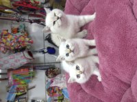 Minik beyaz güzeli british shorthair