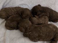 Kore toy poodle dişi erkek yavrular ırk garantili
