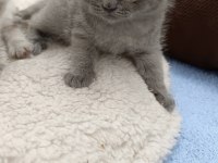 British Blue Point Safkan Ayı Surat