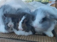 Teddy lop kolonisi 2+1 tavşan