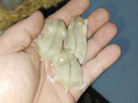 ÖZEL SİYAH GÖZLER HAMSTER