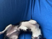 Tea cup chihuahua oğluma eş arıyorum