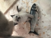 10 Eylül doğumlu british shorthair bluepoint yavrularımız