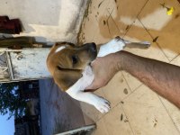 2 adet ömür boyu ırk garantili jack russell