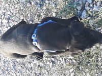 2 buçuk aylık cane corso