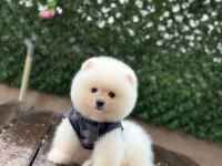 Mükemmel tüy yapısı pomeranian boo