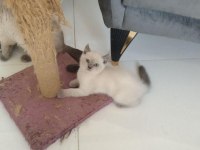 Prenseslerimiz anne altından verilecektir