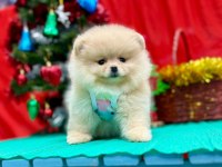 Safkan Pomeranian Boo Yavrularımız
