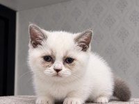 Munchkin yavrular