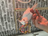 Sultan papağanı yavru köpeğimiz