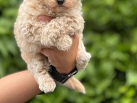 Kıvır kıvır maltipoo yavrularımız