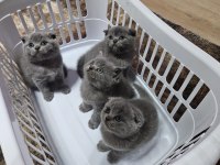 Scottish fold straight 55 günlük yavrular