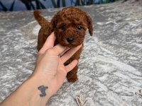 KOYU RENK TOY POODLE YAVRULARI 