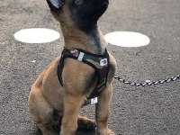 Malinois bebekler kapınıza kadar teslim ediyoruz
