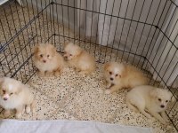 Cins Uygun Pomeranian Yavrular