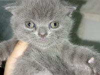 Sevimli scottish fold minnaklar