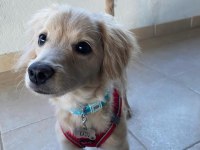 Melez köpeğimizi sahiplendirme