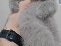 British Shorthair 3 Aylık