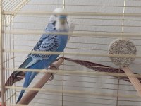9 aylık konuşan muhabbet kuşu