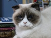 Scottish Blue Point 3 Yaş Dişi Kedi