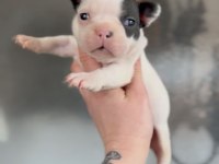 French bulldog yavrularım