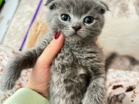 7 haftalık scottish fold yavrular yeni evine gitmeye hazır