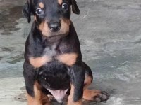 A scrli anne babadan Doberman yavrular kapıda ödeme