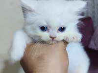2 aylık iran kedisi yavrular