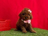Safkan Toy Poodle Bebekler