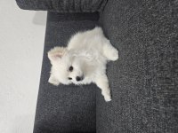 Yavru pomeranian ve anne