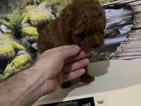 Harika Kore Poodle Yavrusu