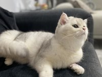 Kedimiz Tommycik yeni yuva arayışında