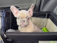 FRENCH BULLDOG YAVRULARI