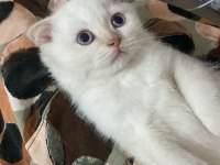 2.5 aylık erkek scottish kedi